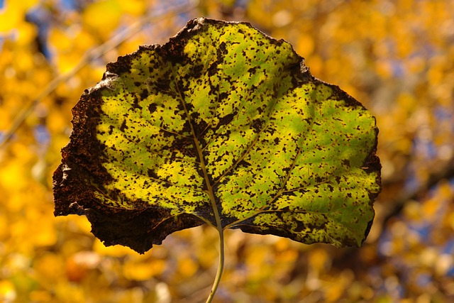 Why Is My Poplar Tree Dying (Solved!) - Poplar Scab