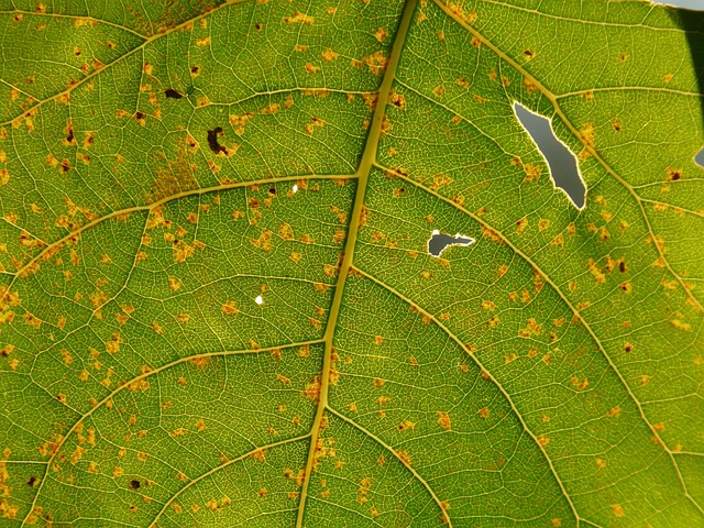 Why Is My Poplar Tree Dying (Solved!) - Poplar Tree Showing Rust