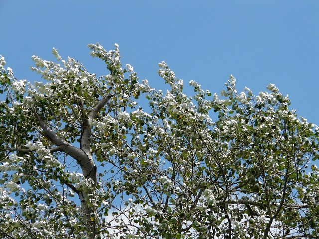 Why Is My Poplar Tree Dying (Solved!) - White Poplar