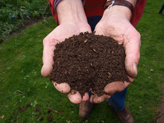 How To Grow Courgettes From Seed - Compost