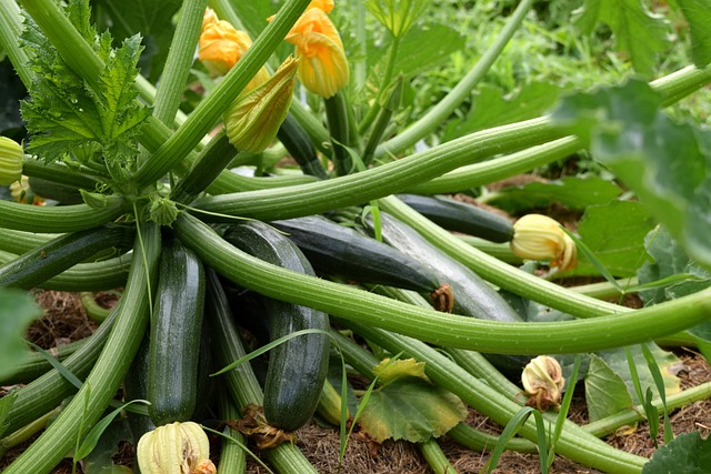 How To Grow Courgettes From Seed - Courgette Plant