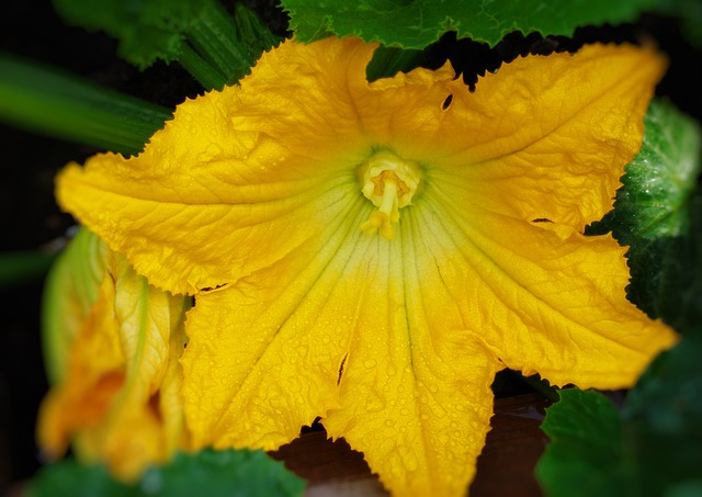 How To Grow Courgettes From Seed - Courgette Zucchini Flower