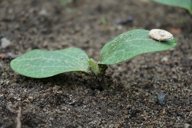 How To Grow Courgettes From Seed - Courgette Zucchini Seedlings