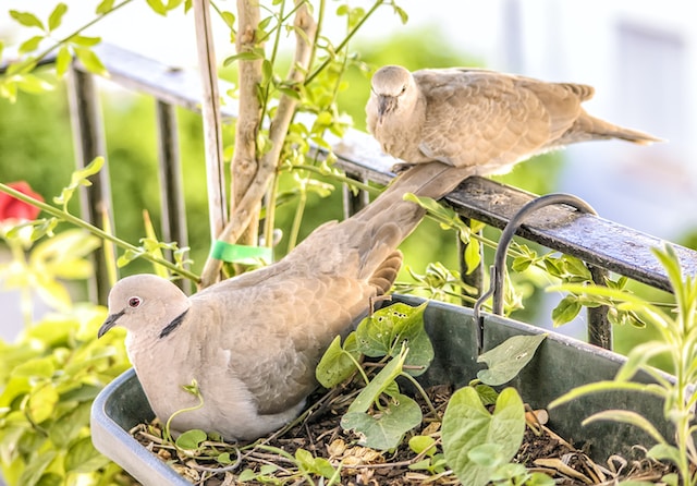 Gardening Ideas For Small Spaces - Birds In A Window Box