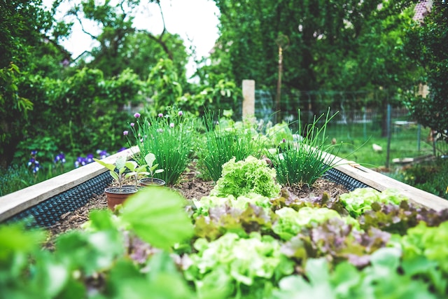 Gardening Ideas For Small Spaces - Lettuces In Raised Bed