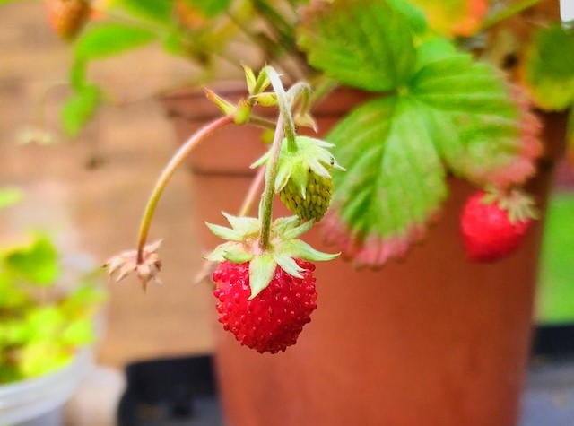 Gardening Ideas For Small Spaces - Strawberries In Pot