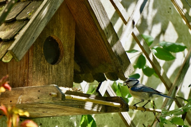 How To Promote Biodiversity In My Garden - Bird Box Ble Tit