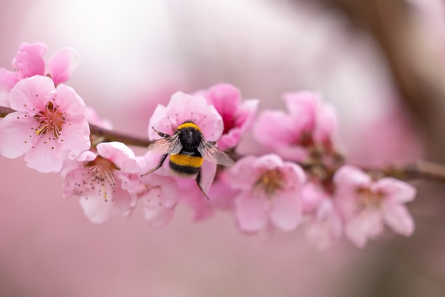 How To Promote Biodiversity In My Garden - Bumblebee On Blossom