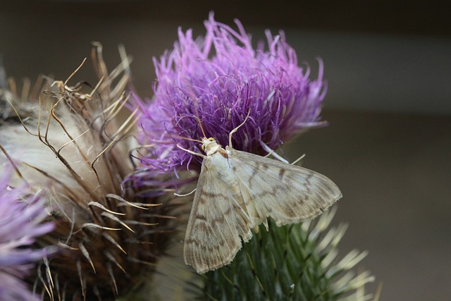 How To Promote Biodiversity In My Garden - Butterfly On A Thistle