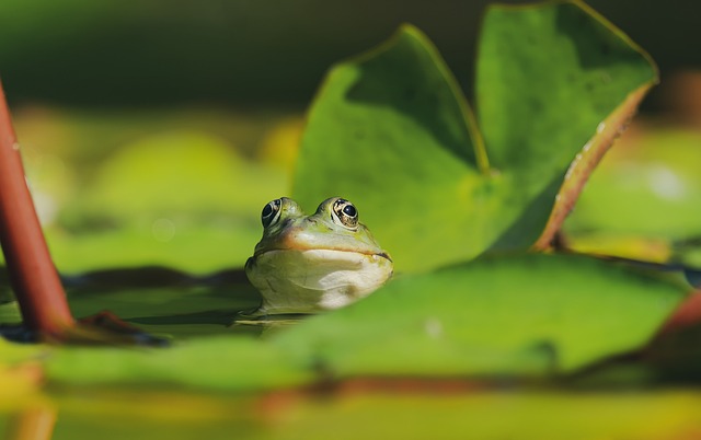 How To Promote Biodiversity In My Garden - Frog In A Pond