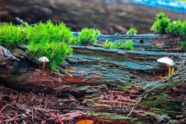 How To Promote Biodiversity In My Garden - Fungus And Moss Growing On A Log