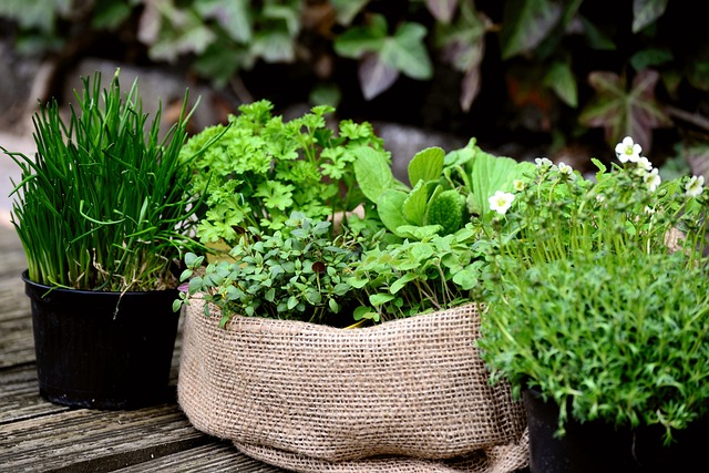 Small Herb Garden Design Ideas An Ultimate Guide - Herbs Planted In Pots