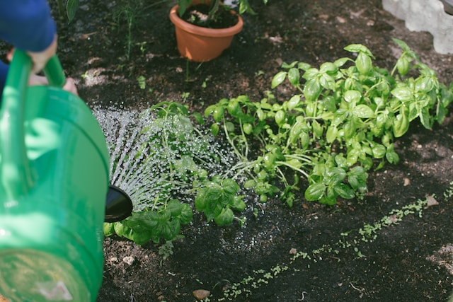 Small Herb Garden Design Ideas An Ultimate Guide - Watering Your Herb Garden