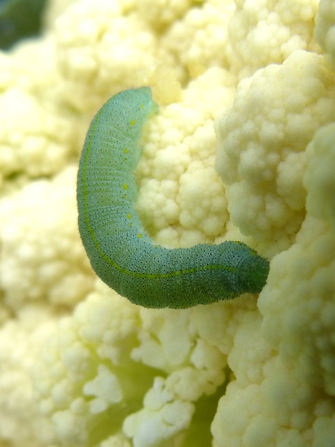 Why Are My Cauliflowers So Small - Caterpillar On Cauliflower