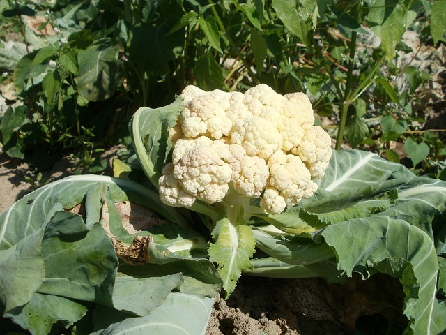 Why Are My Cauliflowers So Small - Cauliflower Head Growing