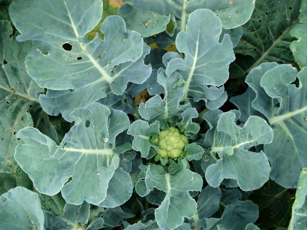 Why Are My Cauliflowers So Small - Small Cauliflower Head With Leaves