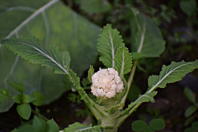 Why Are My Cauliflowers So Small - Small Cauliflower