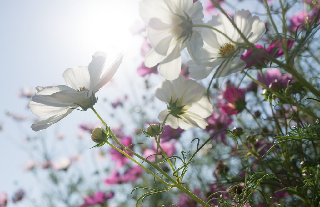 Why Are My Cosmos So Tall - Mix Of Pink And White Cosmos