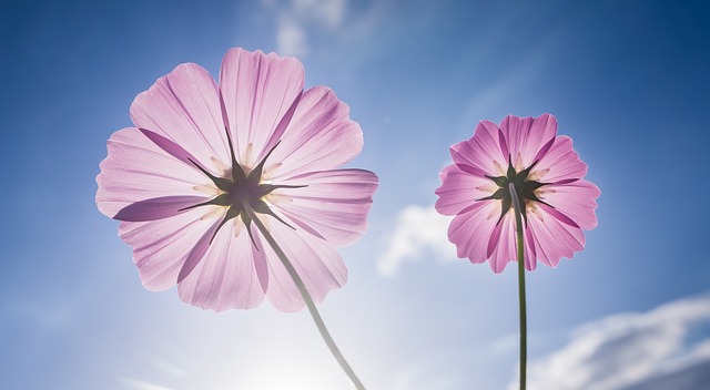 Why Are My Cosmos So Tall - Pink Cosmos Against Blue Sky
