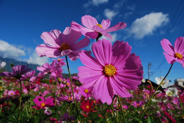 Why Are My Cosmos So Tall - Pink Cosmos