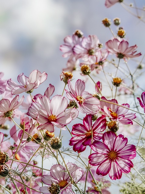 Why Are My Cosmos So Tall - Selection Of Variagated Cosmos