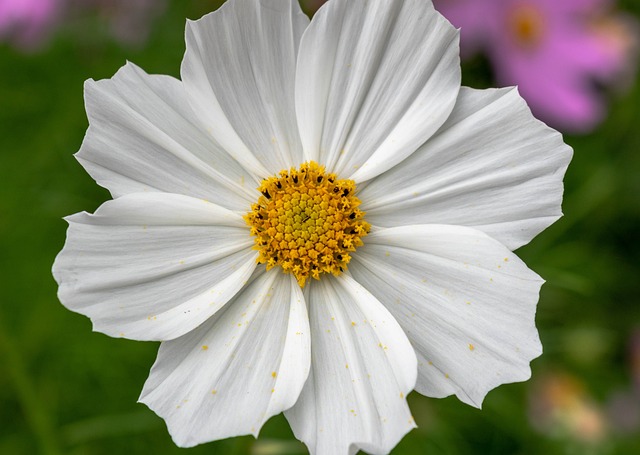 Why Are My Cosmos So Tall - White Cosmos Flowers