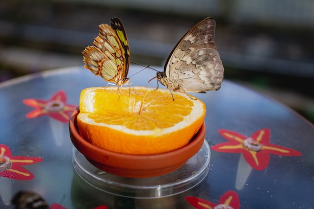 How To Create A Tropical Garden - Attract Butterflies