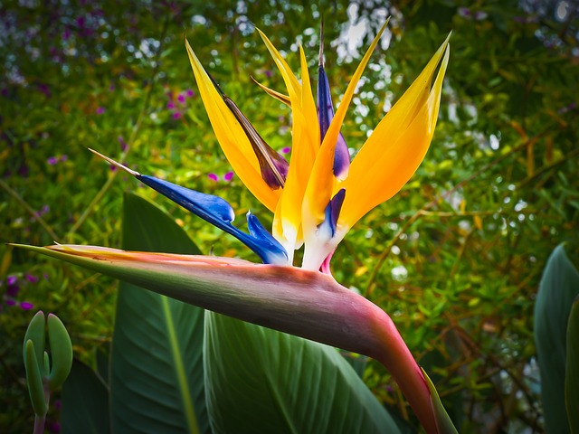 How To Create A Tropical Garden - Bird Of Paradise Flower