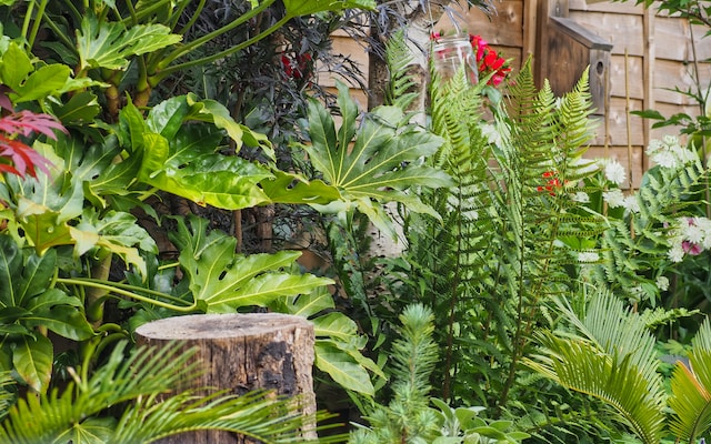 How To Create A Tropical Garden - Fatsia Japonica And Ferns