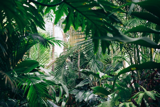 How To Create A Tropical Garden - Ferns And Palms
