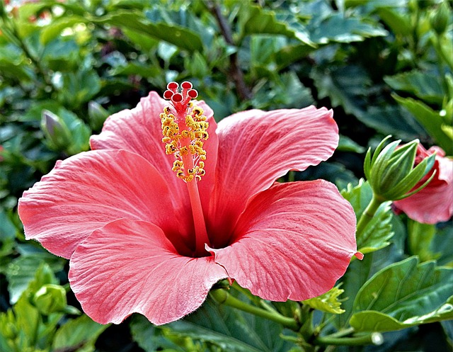 How To Create A Tropical Garden - Hibiscus Flower