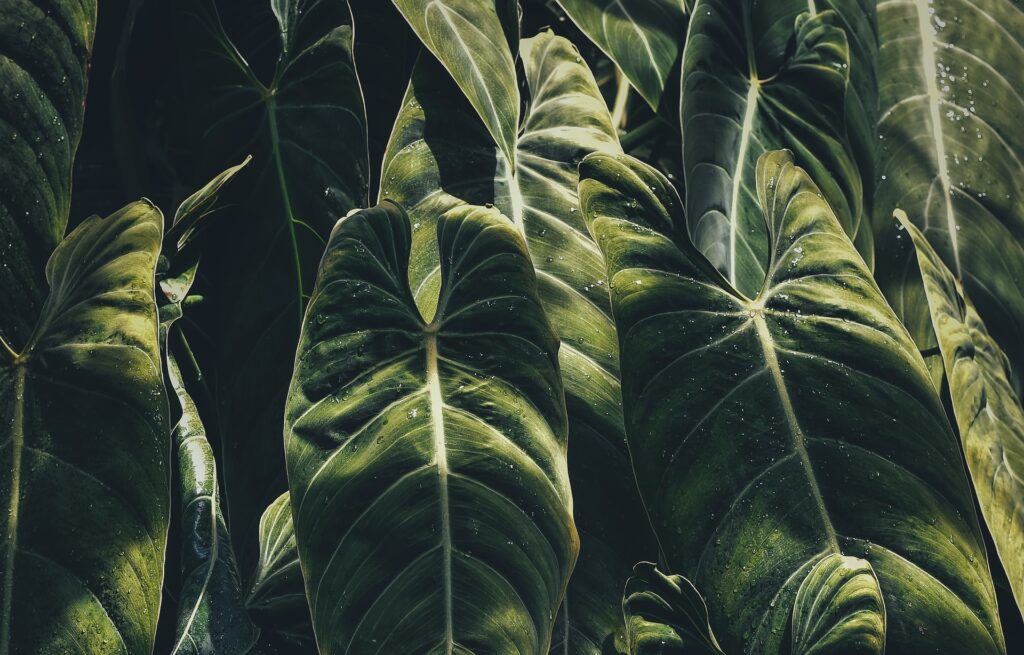 How To Create A Tropical Garden - Large Green Leaves