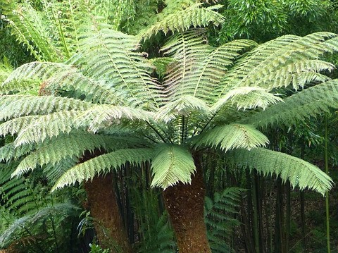 How To Create A Tropical Garden - Tree Fern