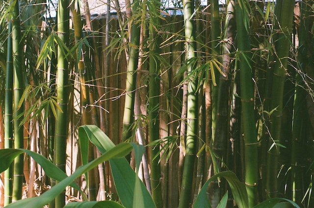 How To Create A Zen Garden - Bamboo