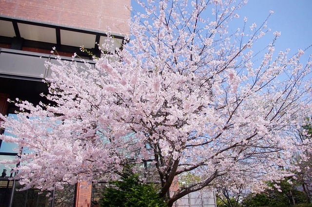 How To Create A Zen Garden - Statement Cherry Blossom Tree