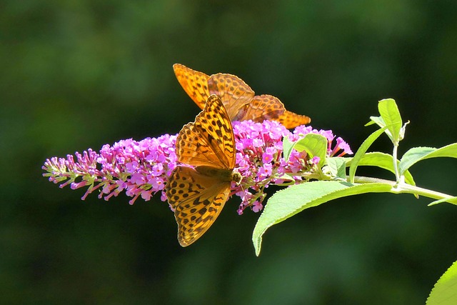 Mediterranean Garden Design Ideas - Butterflies On Buddleia
