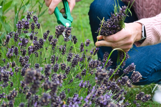 Mediterranean Garden Design Ideas - Pruning Lavender
