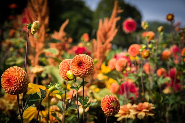 How To Design A Flower Garden - A Border Of Orange And Red Dahlias