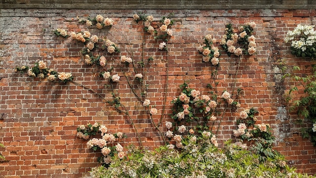 How To Design A Flower Garden - Climbing Rose On A Wall