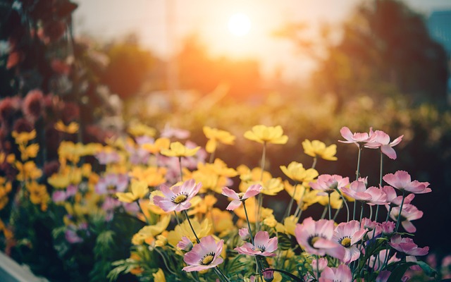 How To Design A Flower Garden - Flower Border In The Sun