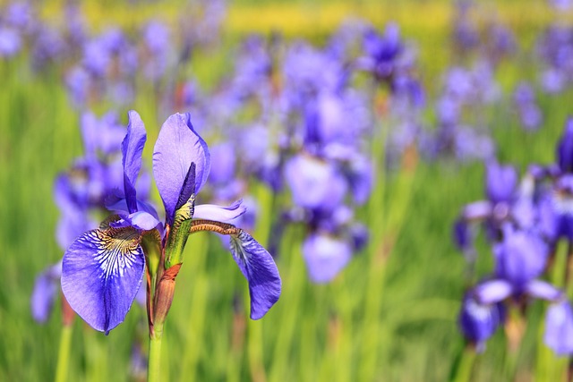 How To Design A Flower Garden - Iris Flowers