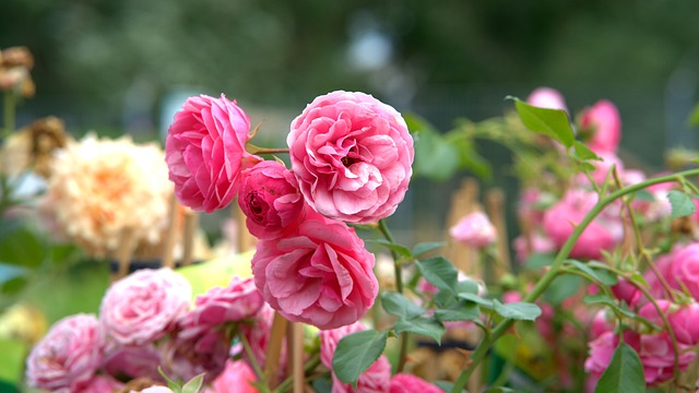 How To Design A Flower Garden - Roses
