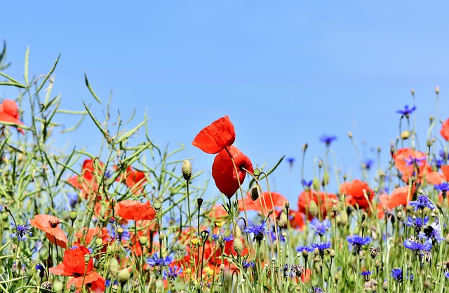 How To Design A Flower Garden - Wildflowers Poppies And Cornflowers