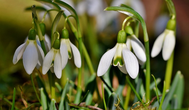 How To Design A White Garden - Snowdrop Flowers