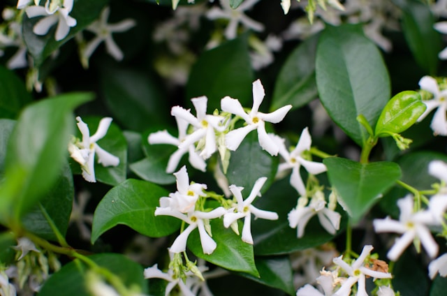 How To Design A White Garden - - Star Jasmine Flowers