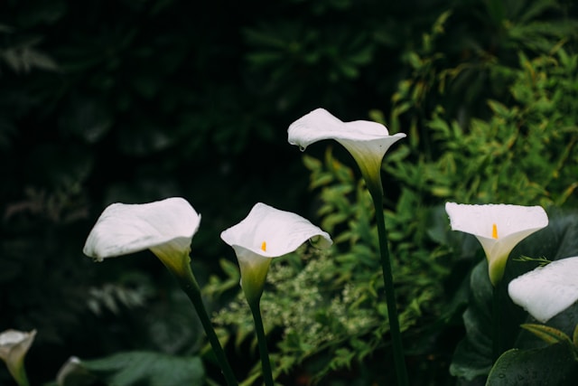 How To Design A White Garden - White Calla Lily