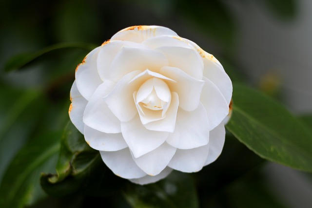 How To Design A White Garden - White Camellia Flower