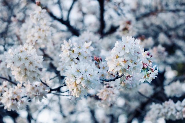 How To Design A White Garden - White Cherry Blossom