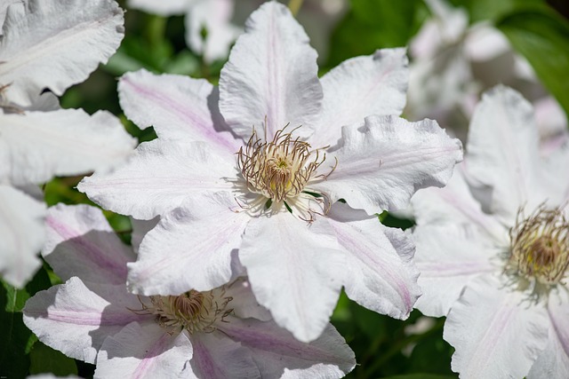 How To Design A White Garden - White Clematis Flower