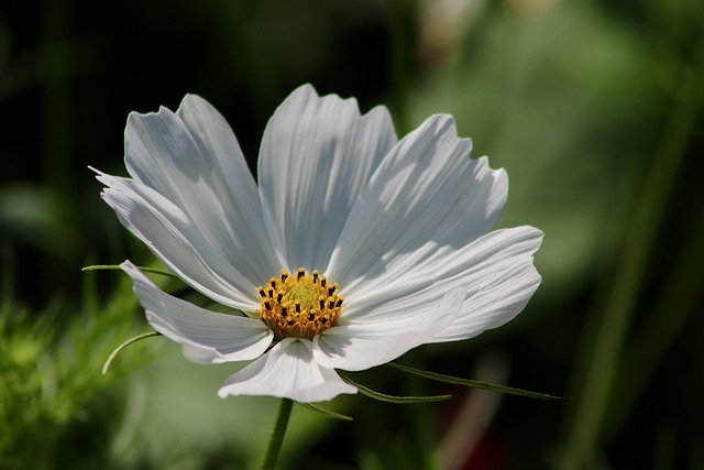 How To Design A White Garden - White Cosmos Flower